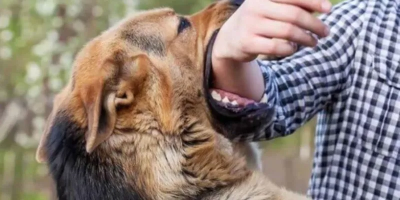 Mơ thấy chó sói cắn